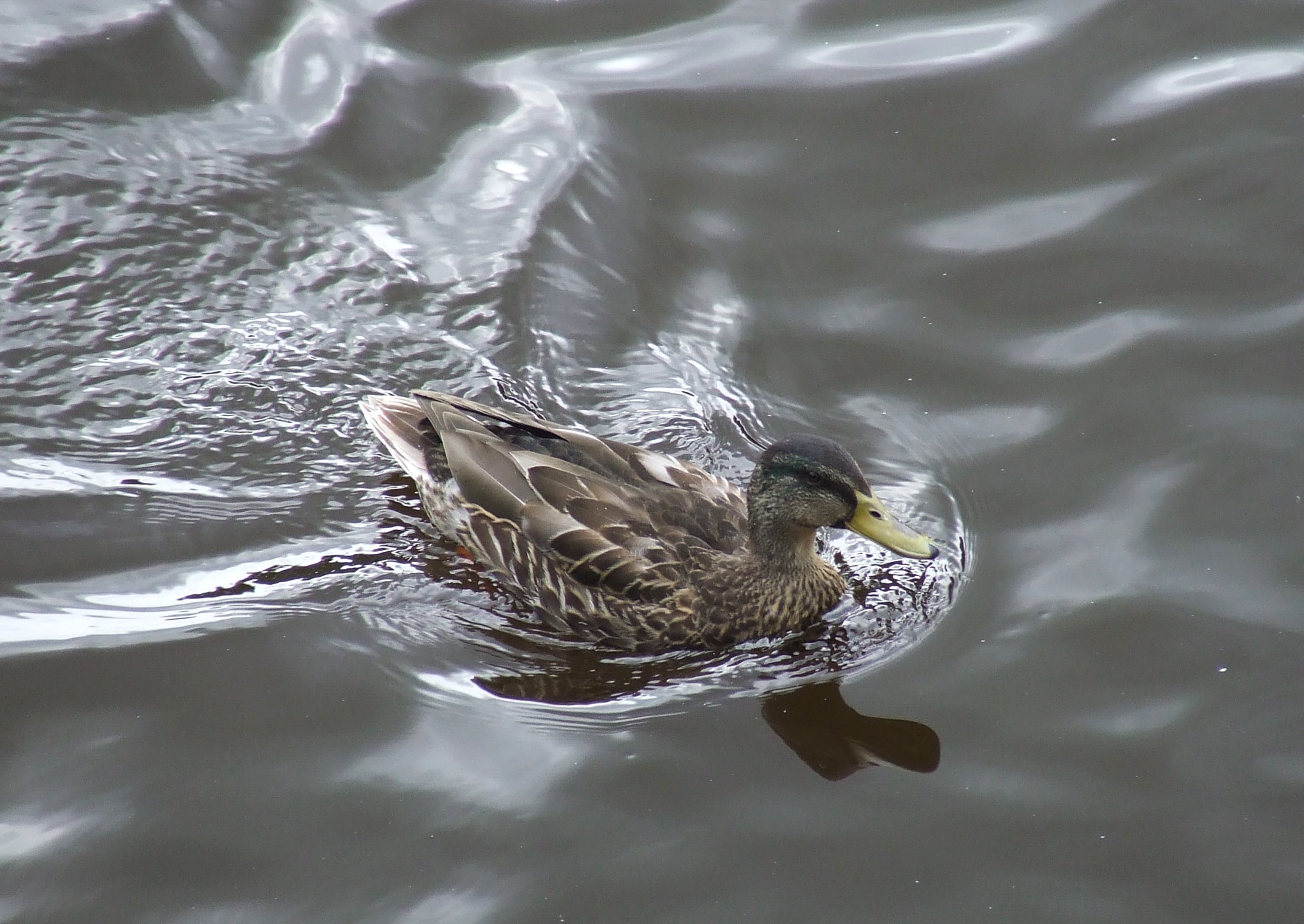 DUCK Bill Bagley Photography